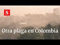 ¡Plaga de langostas en Colombia! Lo que debes saber | Videos Semana