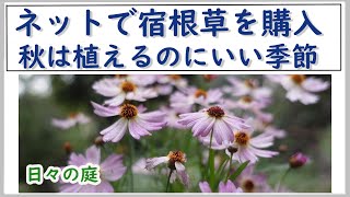 ガーデニング】【ネットで宿根草を購入】春に咲く宿根草は秋に植えるの