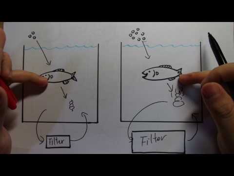 Aquarium Filtration basics for beginners. part1: Your fish are not the source of pollution