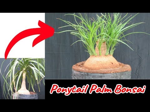 Video: Ponytail Palm Bonsai Care - Paardenstaartpalmen in bonsai-exemplaren knippen