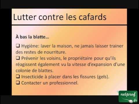 Comment se débarrasser des cafards et des blattes sans s'intoxiquer ?