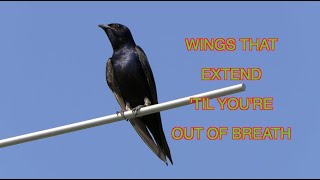 Purple Martins in Actionand Super Slomo [NARRATED]