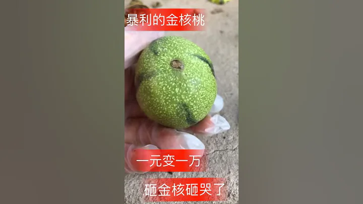 文玩核桃種類之：暴力的金核桃，開青皮過程賞析！ - 天天要聞