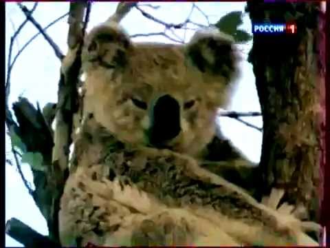 Сумчатые животные Австралии