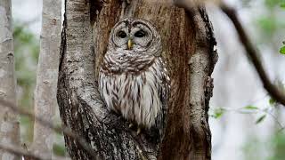 Barred Owl calling