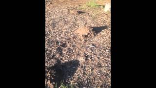 Información The biggest mole piles I've ever seen. This is not a gopher. Noticias