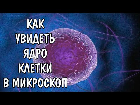 КАК УВИДЕТЬ ЯДРО КЛЕТКИ В МИКРОСКОП