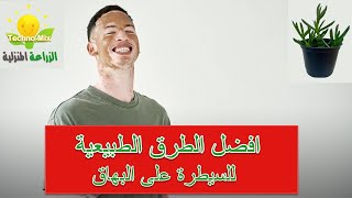 نبتة اصابع زينب لعلاج البهاقBest Vitiligo Treatment