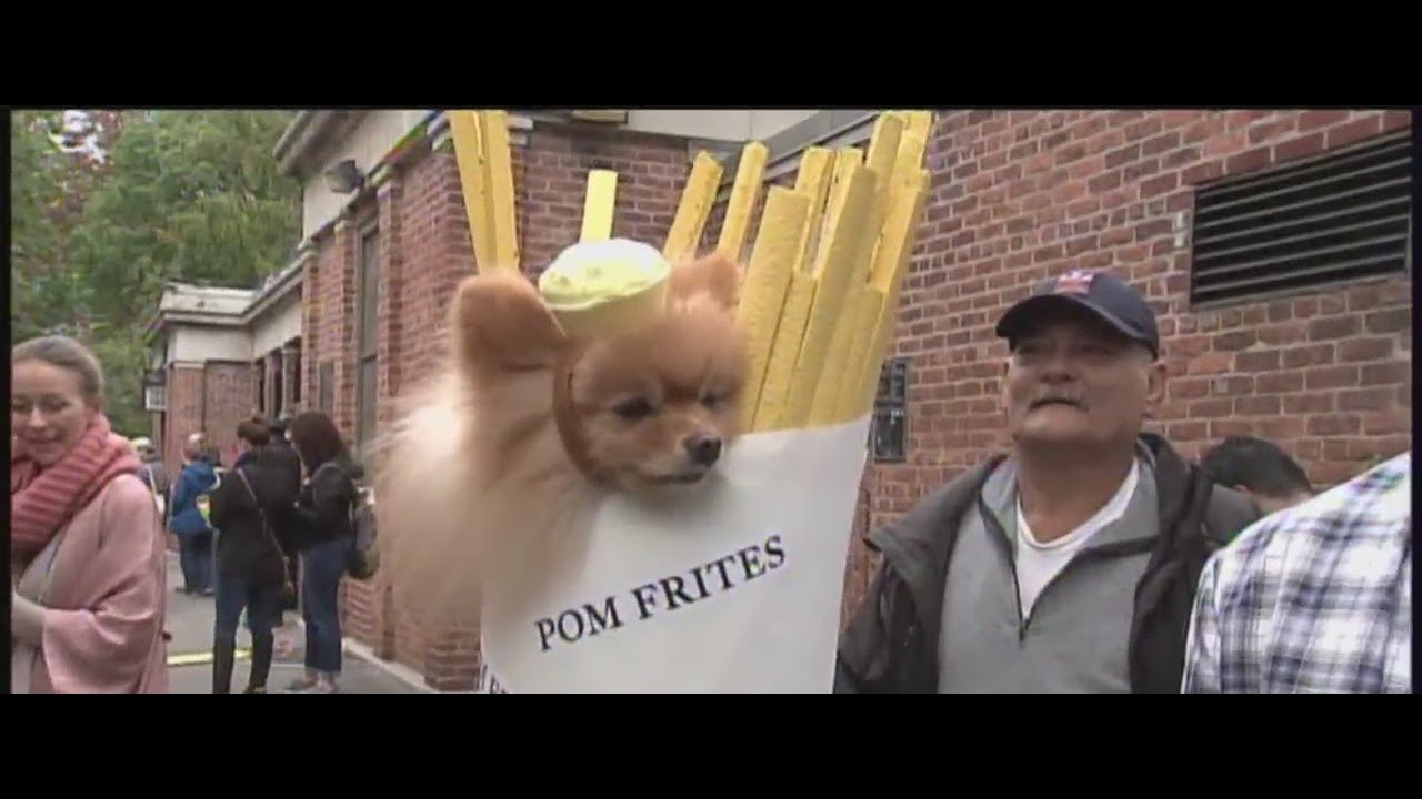 Annual dog Parade back in action at Tompkins Square Park
