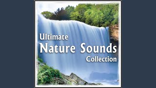 Tibetan and Harmonic Crystal Singing Bowls, Ocean Waves for Tai Chi