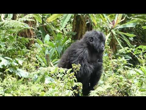 Juvenile gorilla looks for her mother