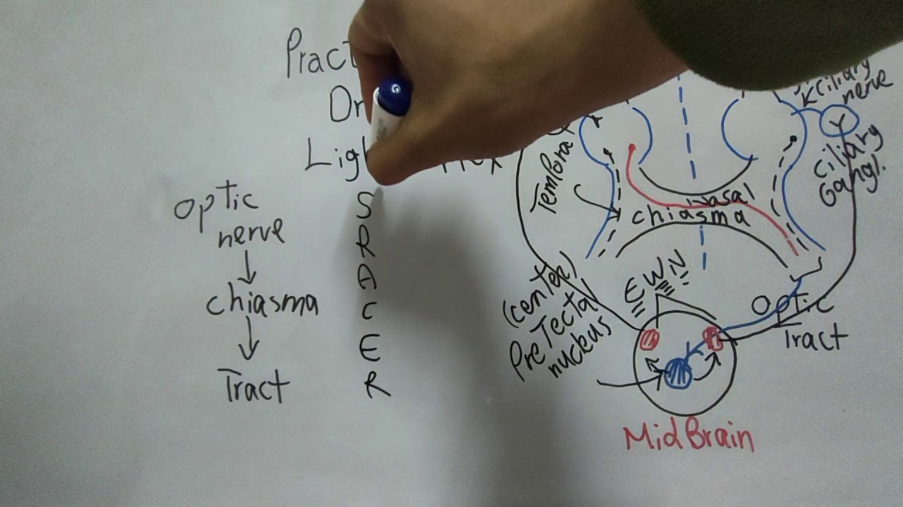 Practical Special Sense 1 (Light Reflex) Dr Mohamed Fayez