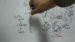 Practical Special Sense 1 (Light Reflex) Dr Mohamed Fayez