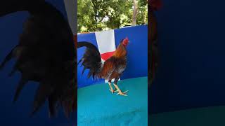 Gallos En Venta A 10,000 Mon Diez Y Arañita