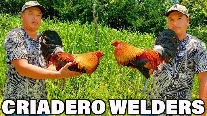 Gallos Jose Gamez Criadero Welders