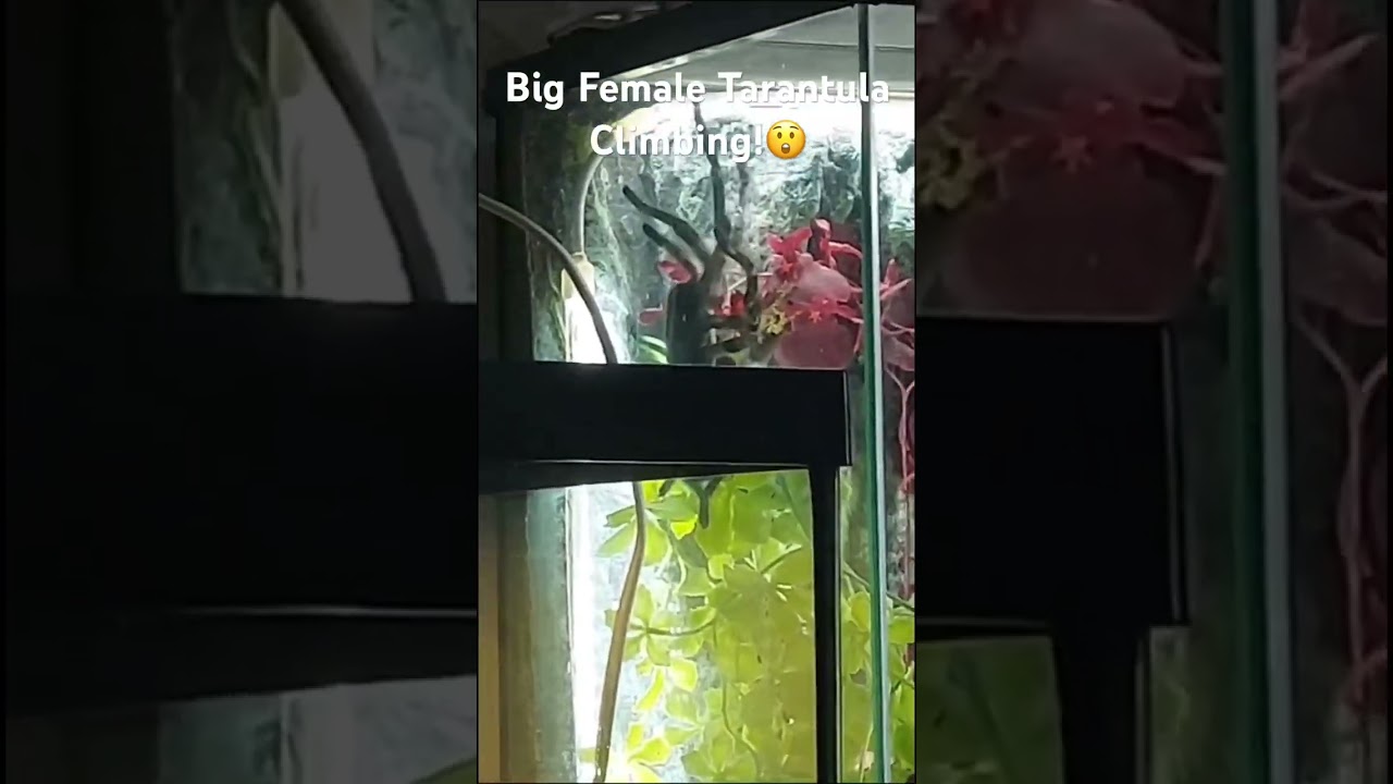 Big Female Tarantula Climbing!! 😧