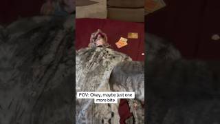 Okay, maybe just one more bite! Sammy Slack jar puppet !! VFXcreates !! #cat #zombie #puppet #scary