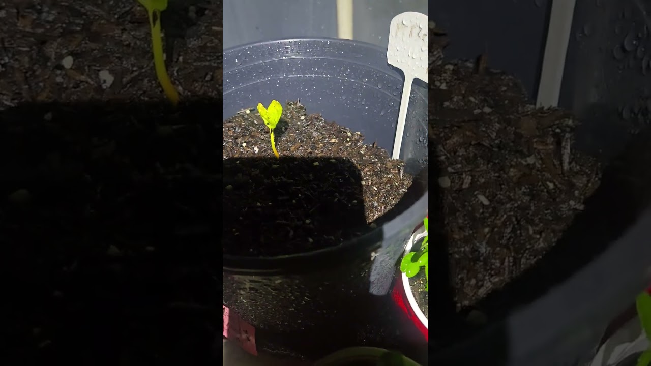 Apricots are sprouting #hebrewhomesteadupdate 