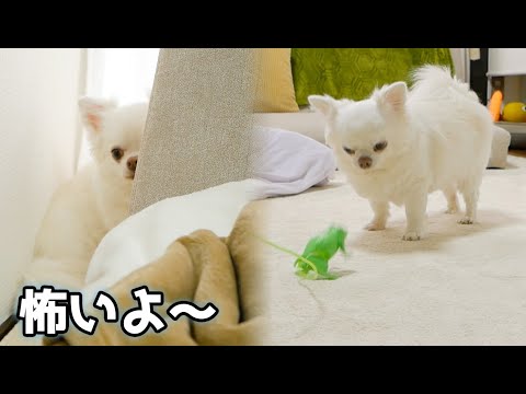 あくまでチワワチャンネル Akumade Chihuahua Channel