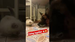 Dog &amp; kitty: eating together #animal #germanshepherd #gilmore #dog #gsd #funny #baby #cat #kitty