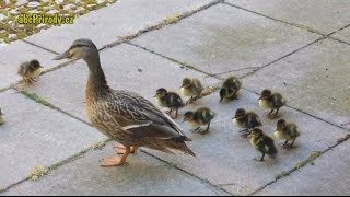 Kachna divoká a Národní knihovna 🦆 Mallard (Wild Duck) - Birds from Prague