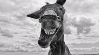 Yığma Xarici Mırt Mahnılar Adlari Ilə 2016-2017