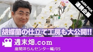 胡蝶蘭 仕立ての極意 | 座間洋らんセンター