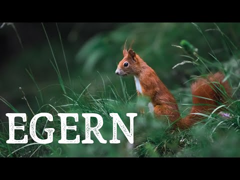 Video: Dyr - skovens ordførere: fugle, myrer og ulve