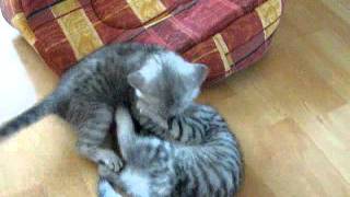 101_0403.MOV