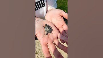 incredible animal transformation !!