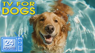 24 HOURS of The Best Fun & Dog TV: Anti Anxiety and Boredom Busting Videos with Music for Dogs #1