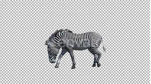 Zebra Walk | Motion Graphics - Envato elements