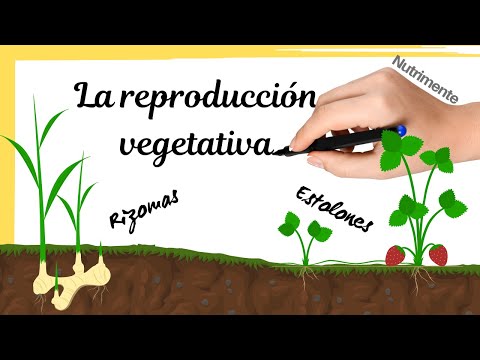 Video: ¿Qué planta se reproduce vegetativamente por raíces?