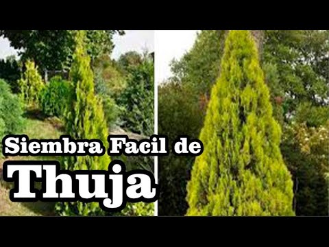 Video: Thuja doblada: descripción, características de cultivo y formas decorativas