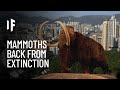 What If Mammoths Never Went Extinct?