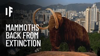 What If Mammoths Never Went Extinct?