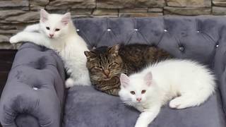 Feral grandpa cat's milkbar brings all the kittens to the yard - TinyKittens.com