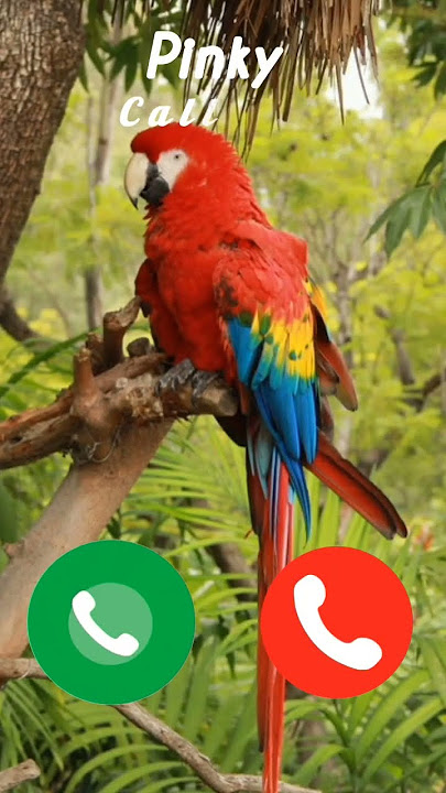 #ringtone #ring #nadaderingtelepon #parrot