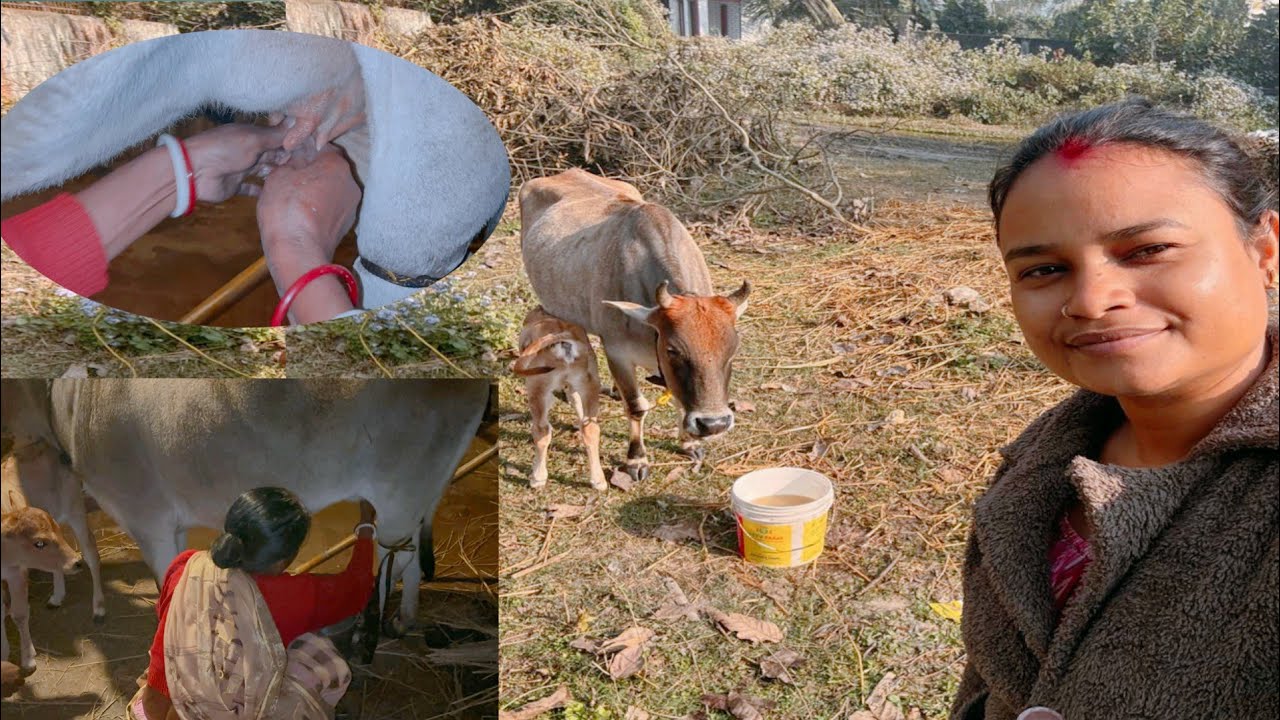 হস্তীনি লালি গরুর দুধ দুয়ালো শাশুড়ি