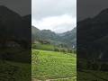 This Tea Garden Feels Unreal 🌱😍