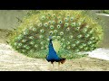 Pecock Sound Reluxation Video | Animals Lifestyle | Pets &amp; Animals 