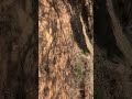 Lotificación Fidelia, Cienaga San Raymundo, Guatemala