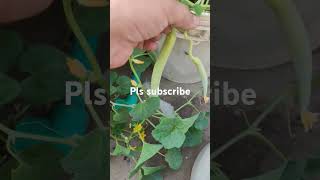 organic terrcae kitchen garden long melon/ karkri after hand pollination