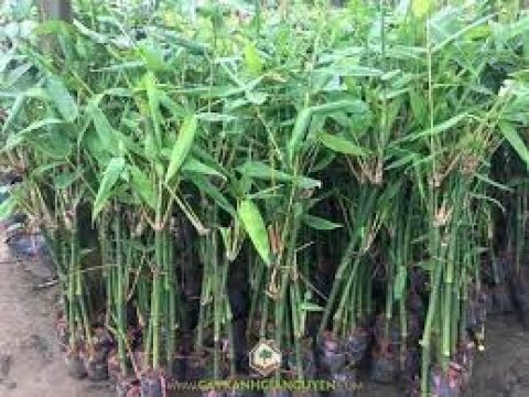Video Bán cây tre mạnh tông ,bán cây tre điền trúc , bán cây... - youtube