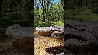 Prowling gator hisses!🐊
