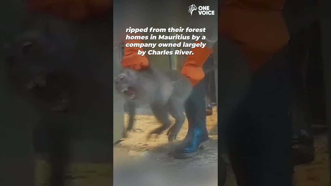 Lab Company Wants To Build Huge Monkey Prison
