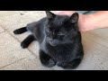 香箱座りに指突っ込みしても穏やか黒猫ちゃん