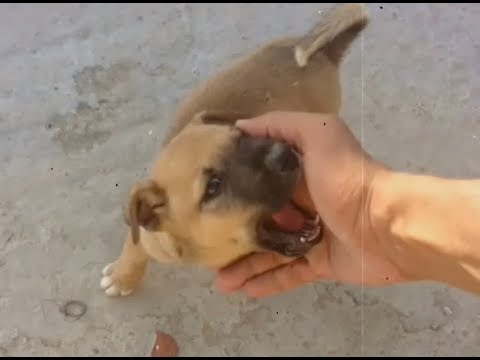 فيديو: لعب تدريب الكلاب