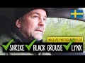 Swedish Wildlife from my Car | Wildlife Photography Vlog