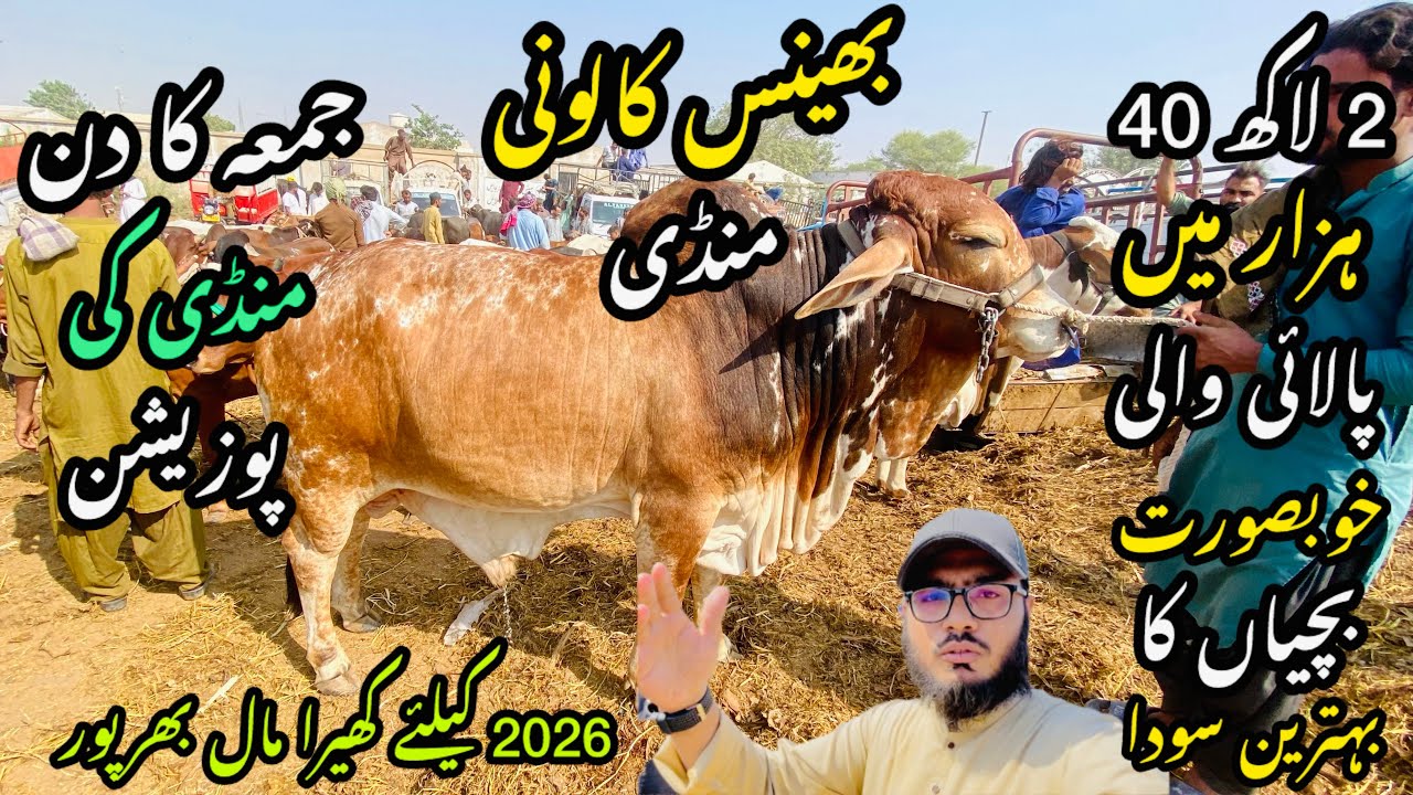 Bhains Colony Mandi Karachi Cattle Rates Update❤️ || 31 October 2025 || Cow Mandi 2025 💫